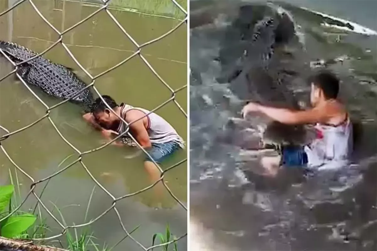 Heykel sandığı gerçek timsahın saldırısına uğrayan turist ağır yaralandı