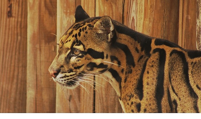 2 Kısımdan Oluşan ‘Tampa’nın Sırları Özel’, 19 ve 26 Mayıs Pazartesi Günleri 20.00’de National Geographic WILD Ekranlarında!