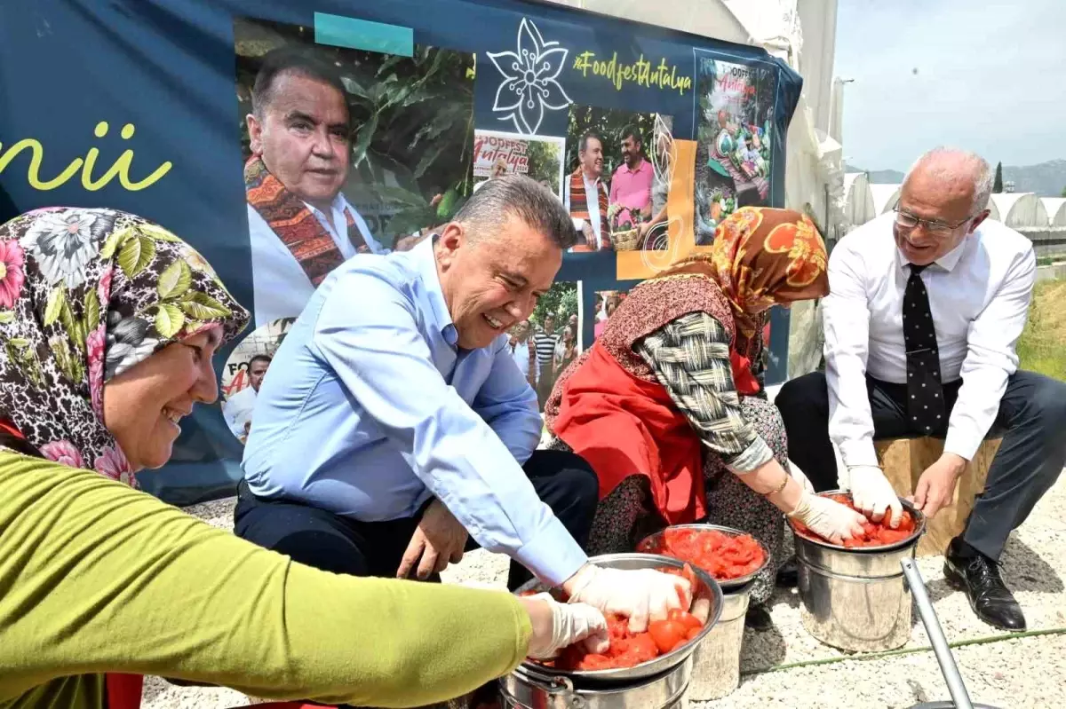 4. Memleketler arası FoodFest Antalya Başladı: Domates Hasadı Kumluca’da Yapıldı