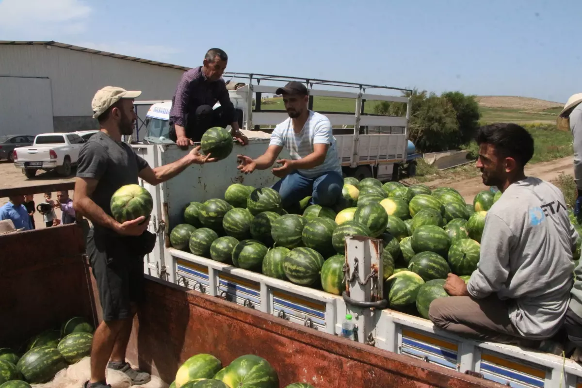 Adana’da Karpuz Hasadı Başladı