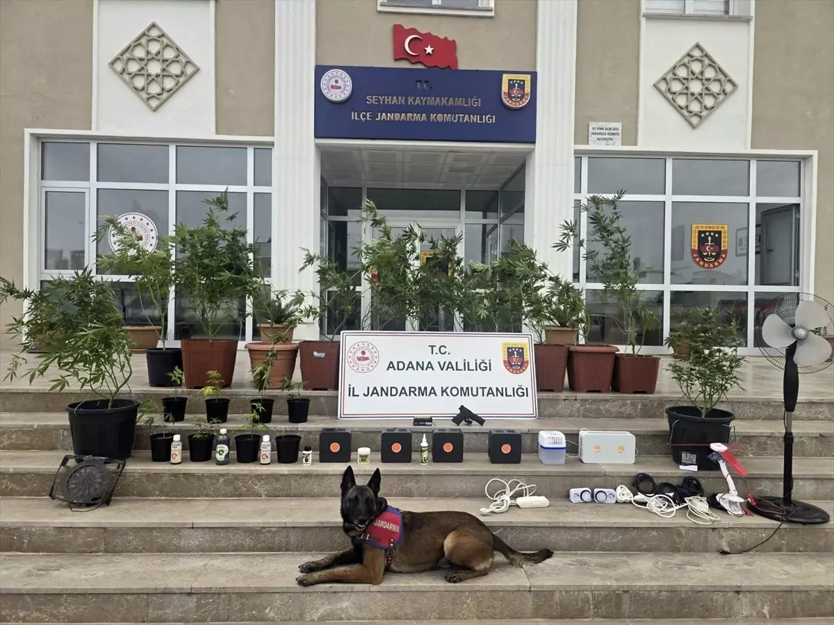 Adana’da Kenevir Yetiştiren 4 Zanlı Gözaltında