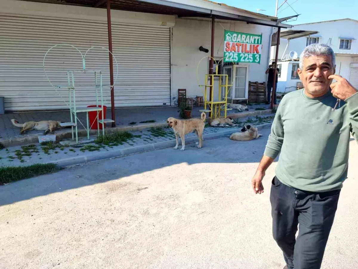 Adana’da Sokak Köpekleri Tehlike Saçıyor: Vatandaşlar Belediyeye Başvurdu