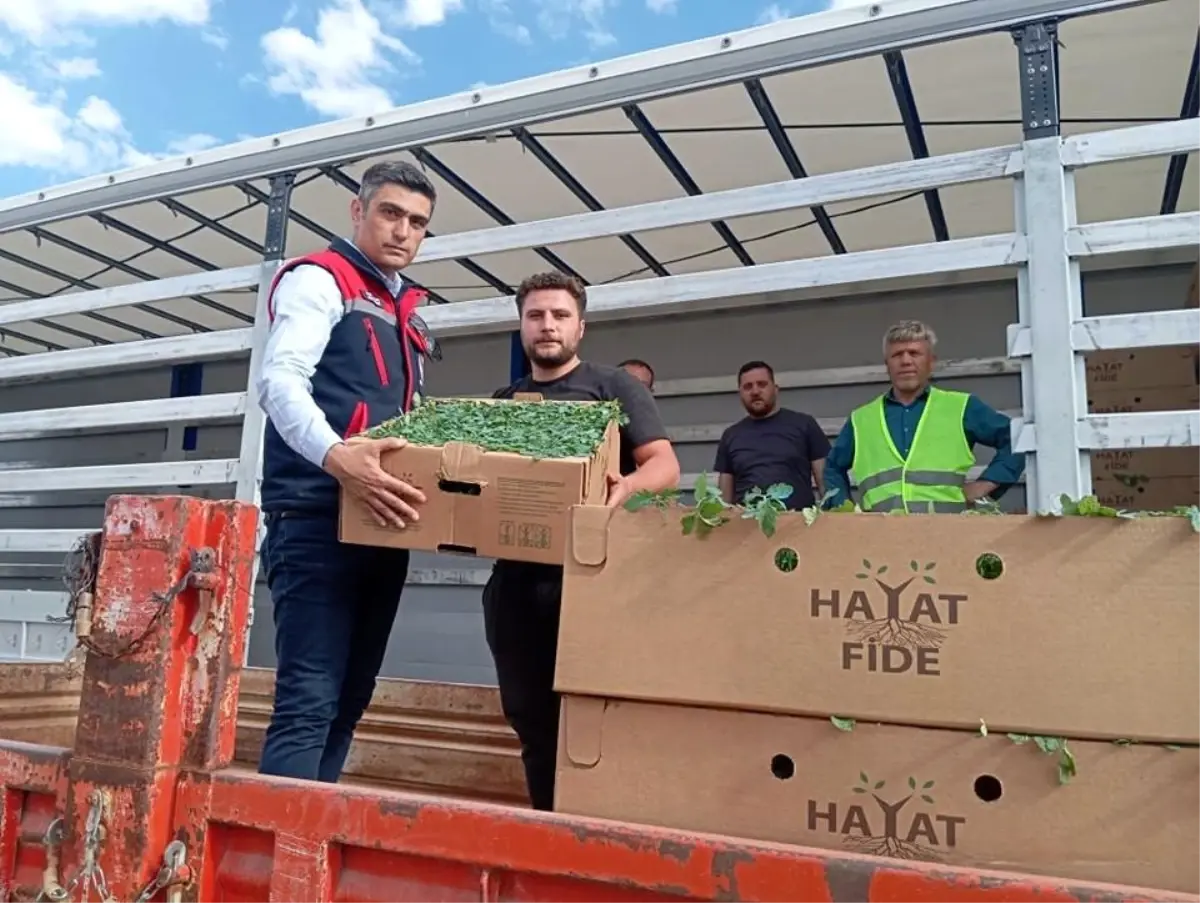 Afyon’da Domates Projesi Başladı