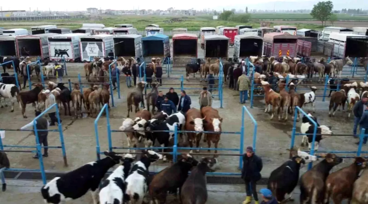 Afyonkarahisar’da Kurbanlık Fiyatları Artıyor