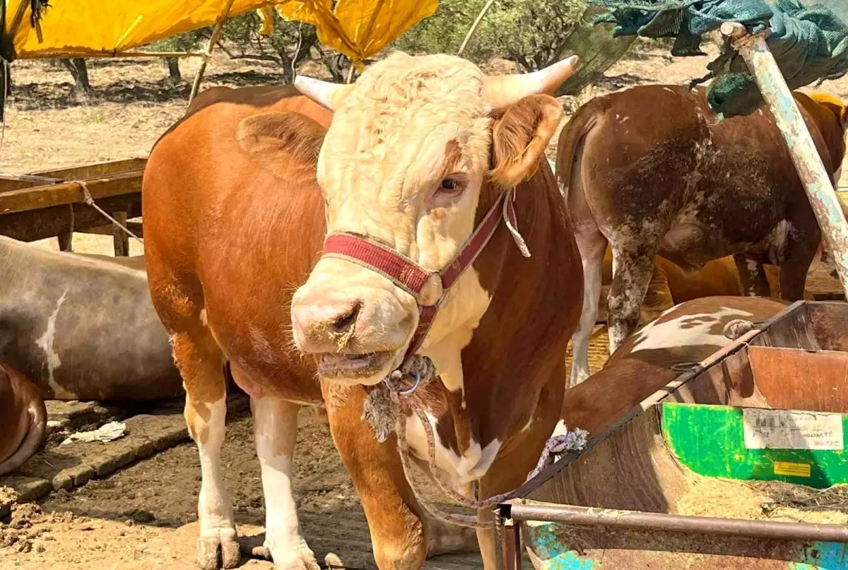 Aliağa’da Kurban Kesim Fiyatları Açıklandı