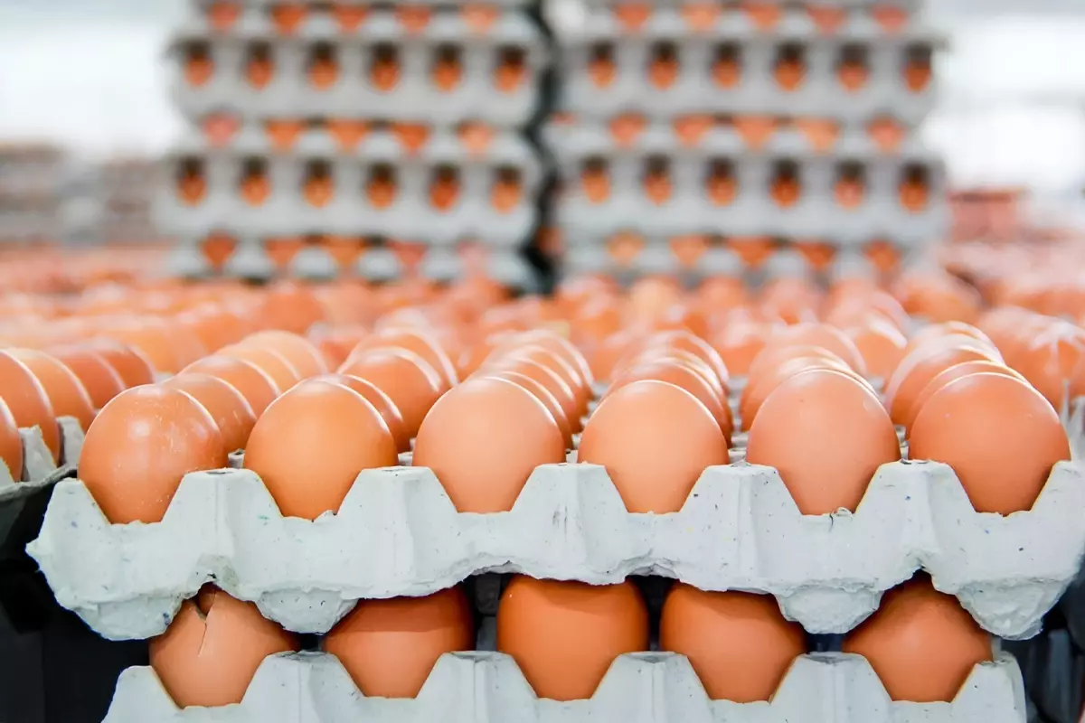 Almanya’da kahverengi yumurta satışı yasaklandı
