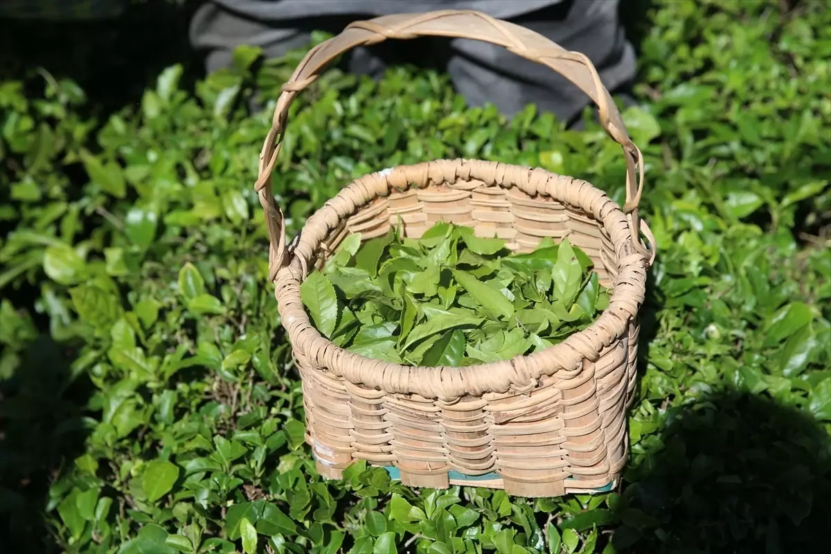 Artvin’de Çay Hasadı Aktifliği