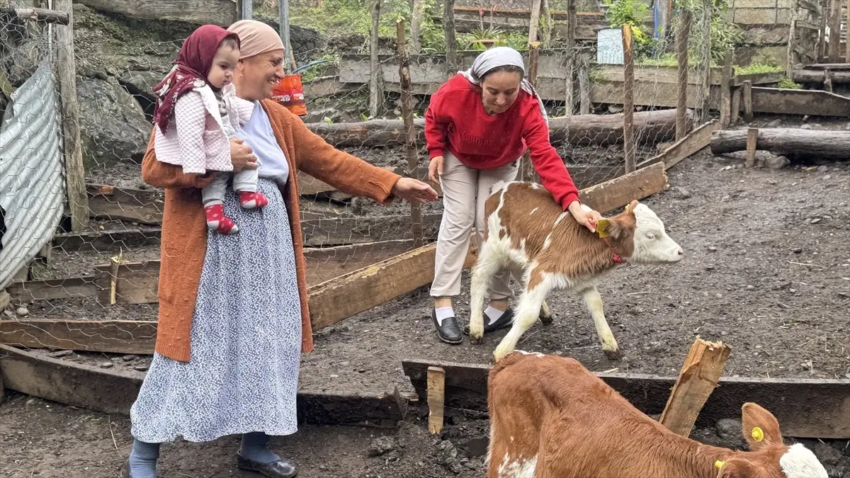 Artvin’de İnek Dördüz Doğurdu