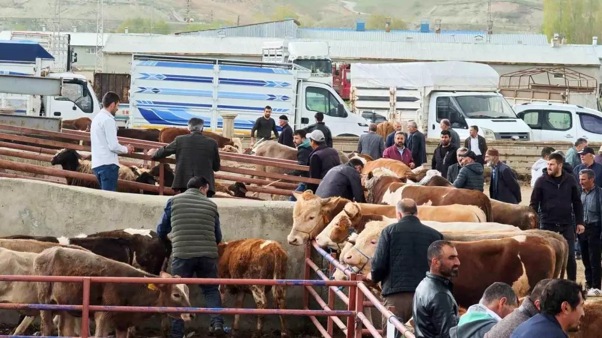 Aşkale’de Kurbanlıklar Görücüye Çıktı