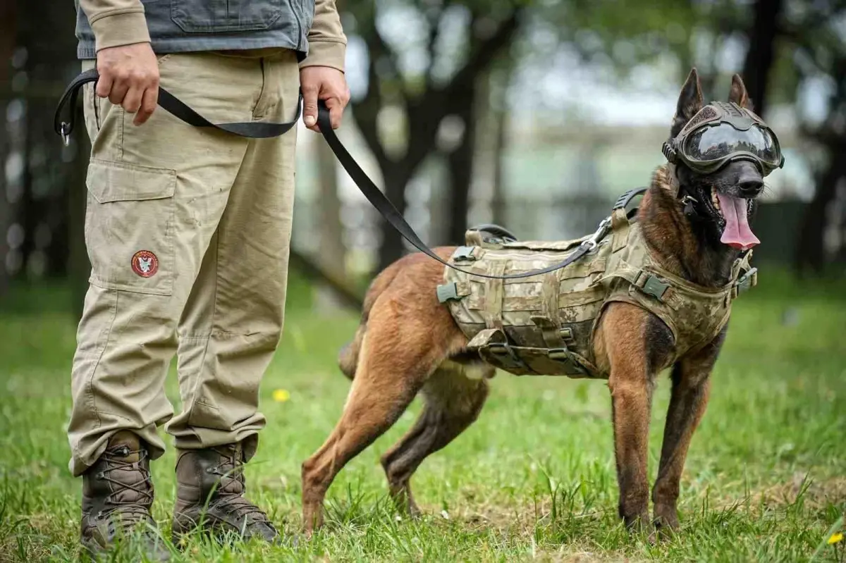 Askeri Köpekler Eğitiliyor