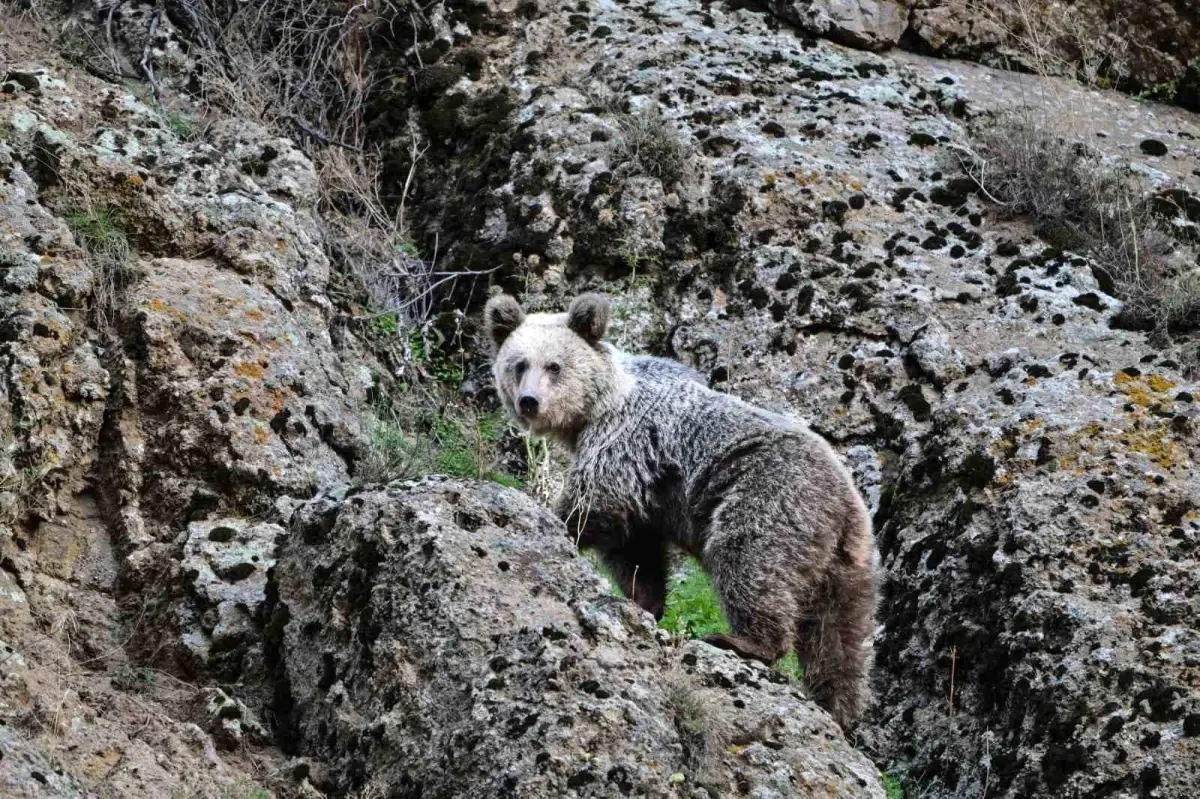 Ayı Saldırısından Köpekler Kurtardı