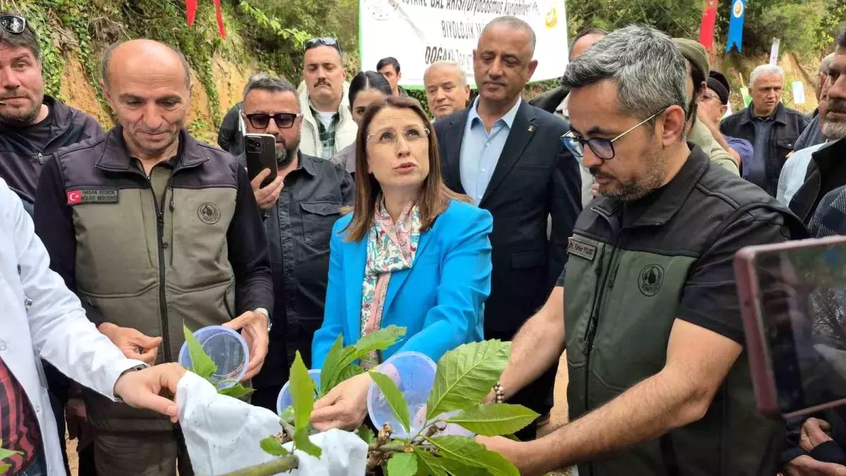 Bartın’da Gal Arısı ile Gayret Başladı