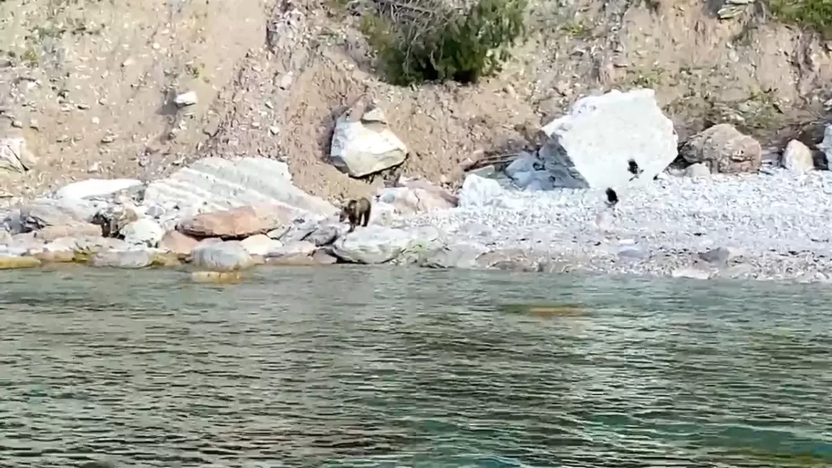 Bartın’da Yavru Ayı Kıyıya İndi, Vatandaşlara İkaz Yapıldı