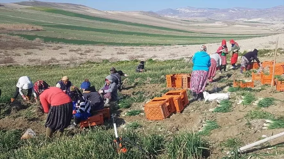 Beypazarı’nda Yeşil Soğan Hasadı Sürüyor
