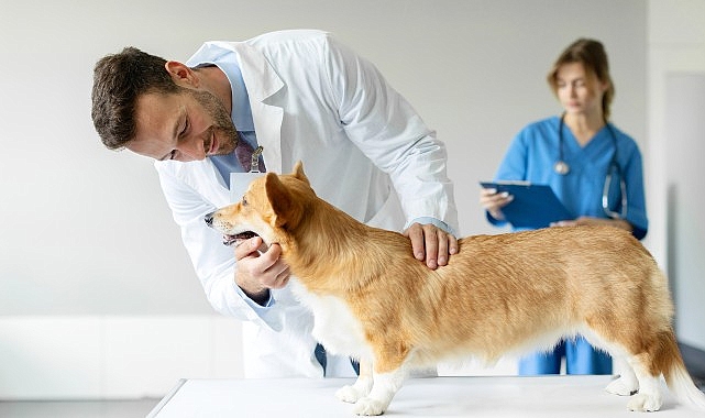 Boehringer Ingelheim’dan Veteriner Doktorlara Yönelik Araştırma