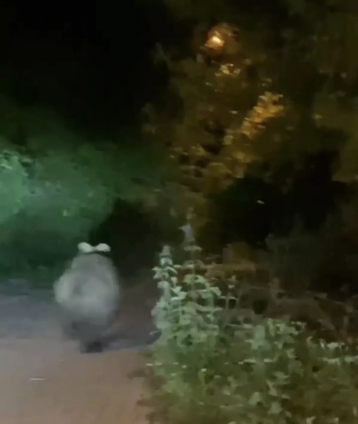 Bozayı Yola Çıktı