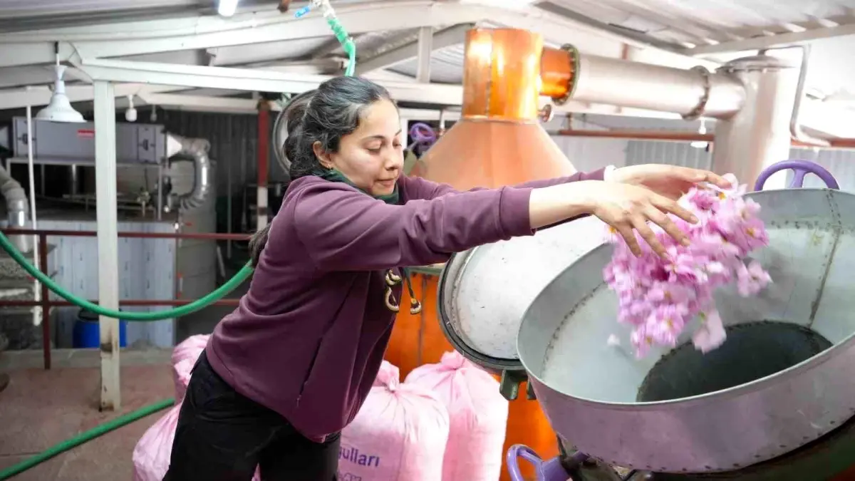Burdur’da Gül Hasadı Global Isınmadan Etkilendi