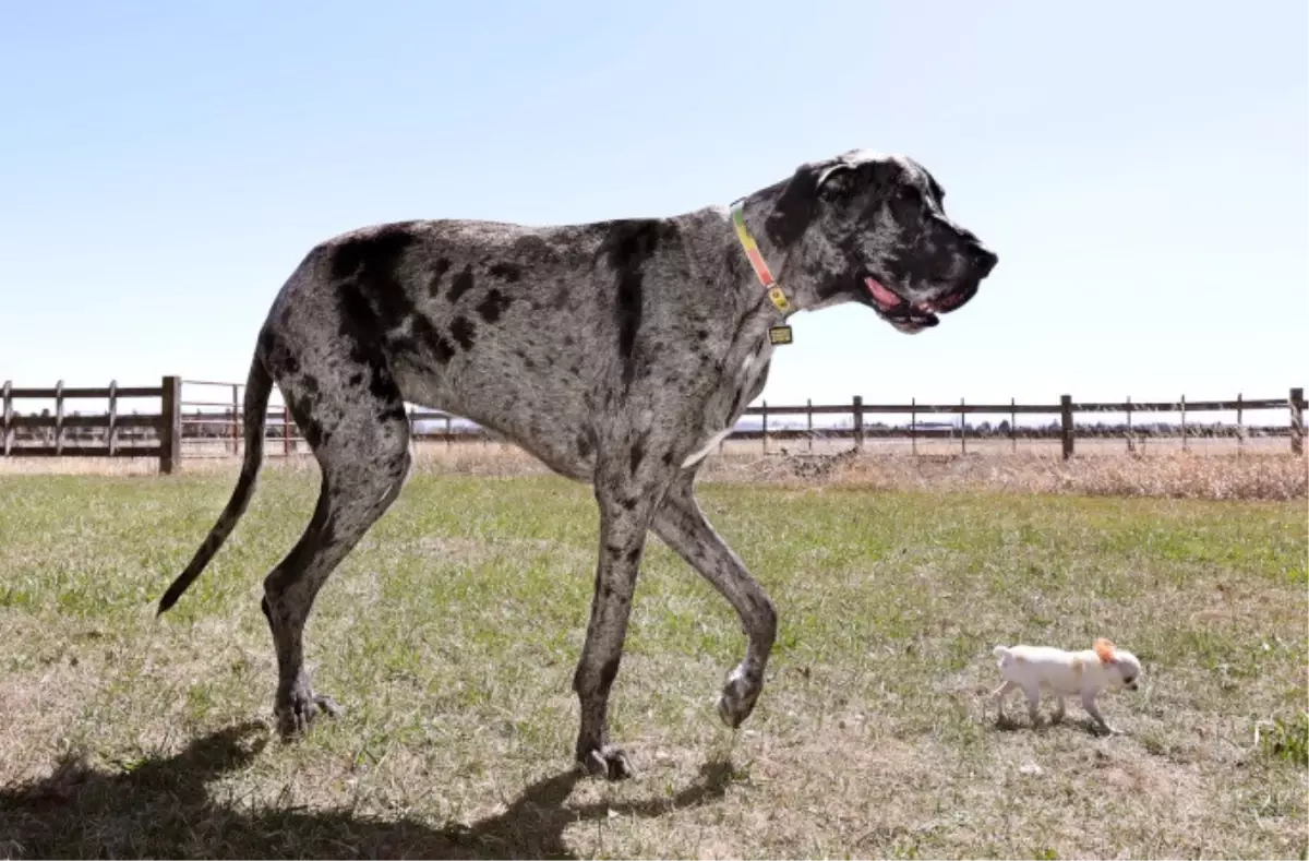 Büyük ve Küçük Köpekler Buluştu