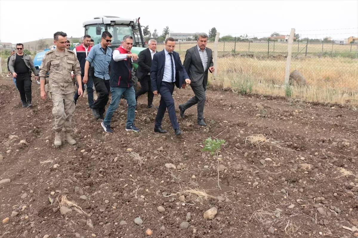 Cizre’de Fıstık Yetiştiriciliği Gelişiyor