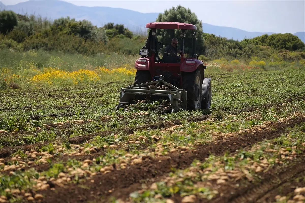 Datça’da Turfanda Patates Hasadı Başladı