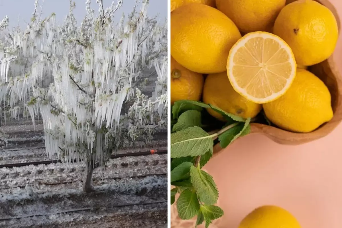 Don Olayı Limon Fiyatlarını Artırdı