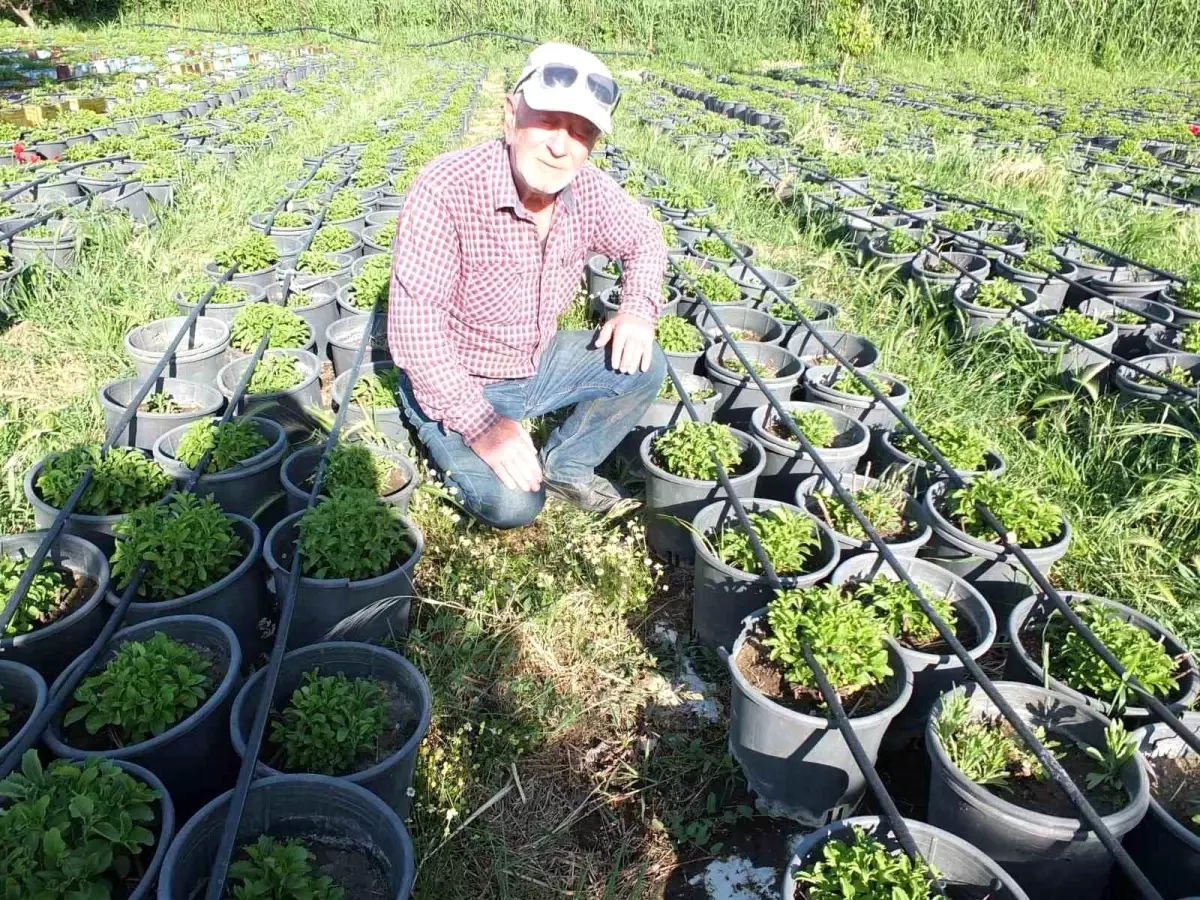 Emekli Albay Stevia ve Tütün Fidesi Üretimine Başladı
