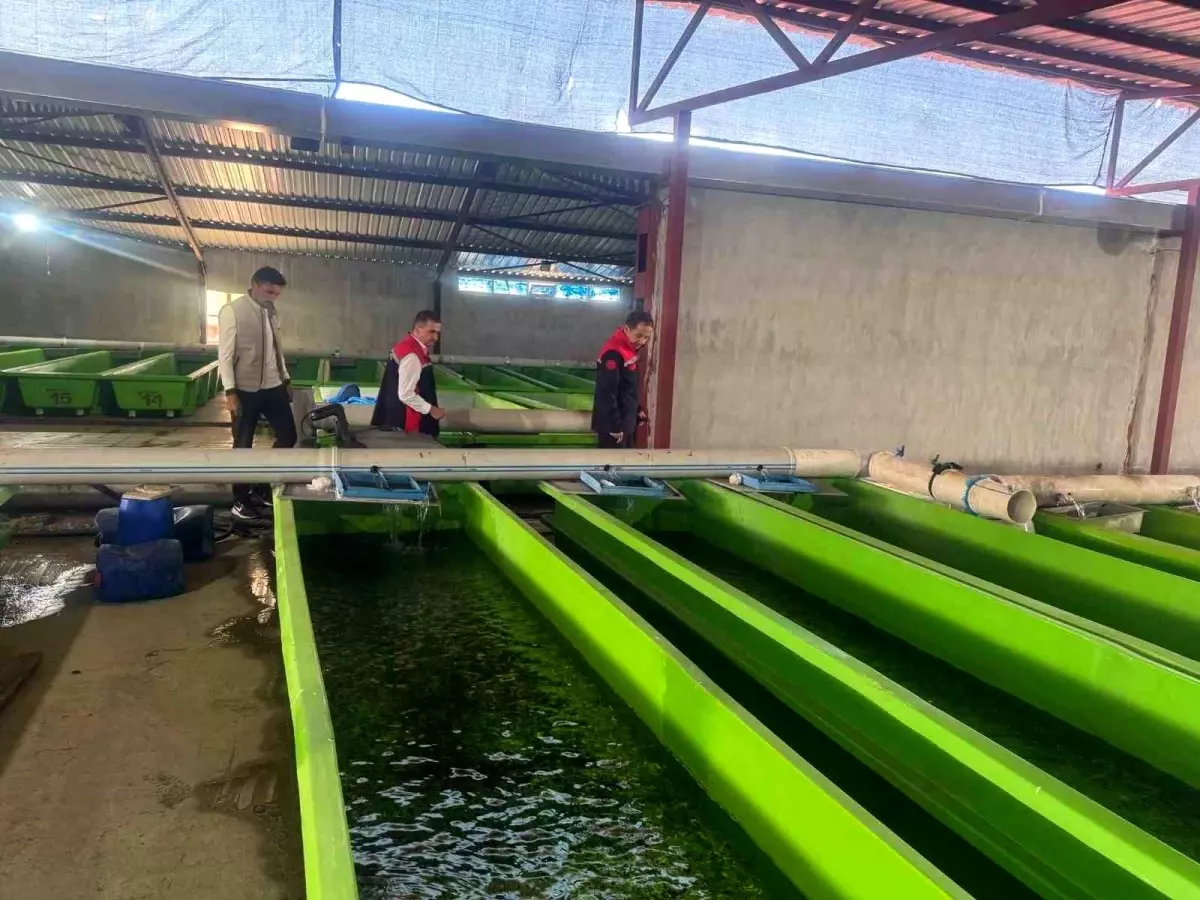 Erzincan’da Yıllık 15 Milyon Yavru Alabalık Üretimi