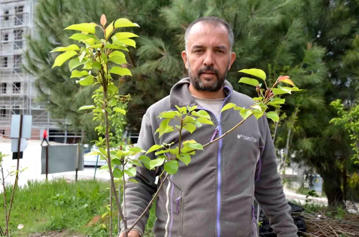 Fidancılık Ailesel Miras Oluyor