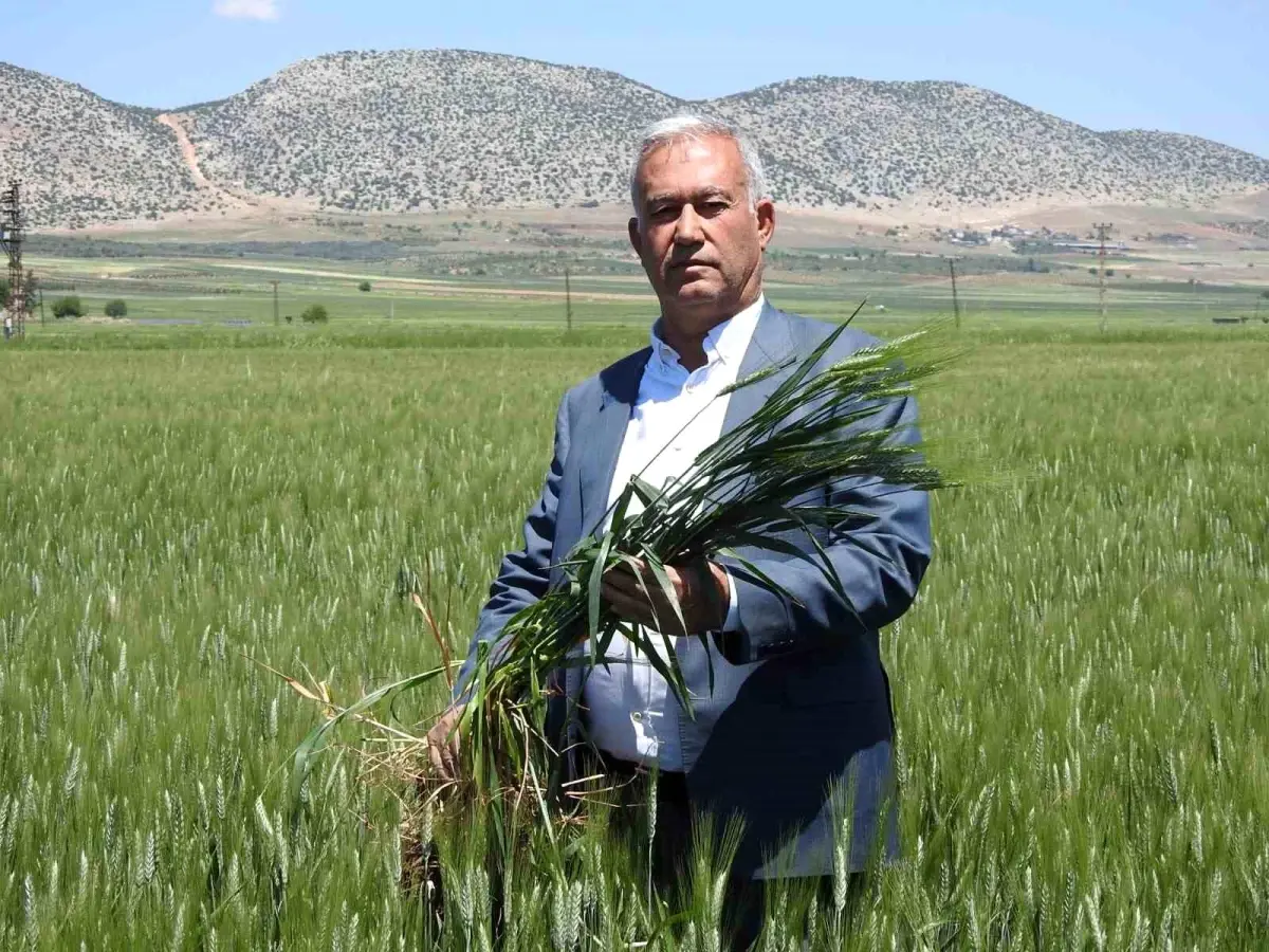 Gaziantep’te Buğday Rekoltesi Umut Veriyor