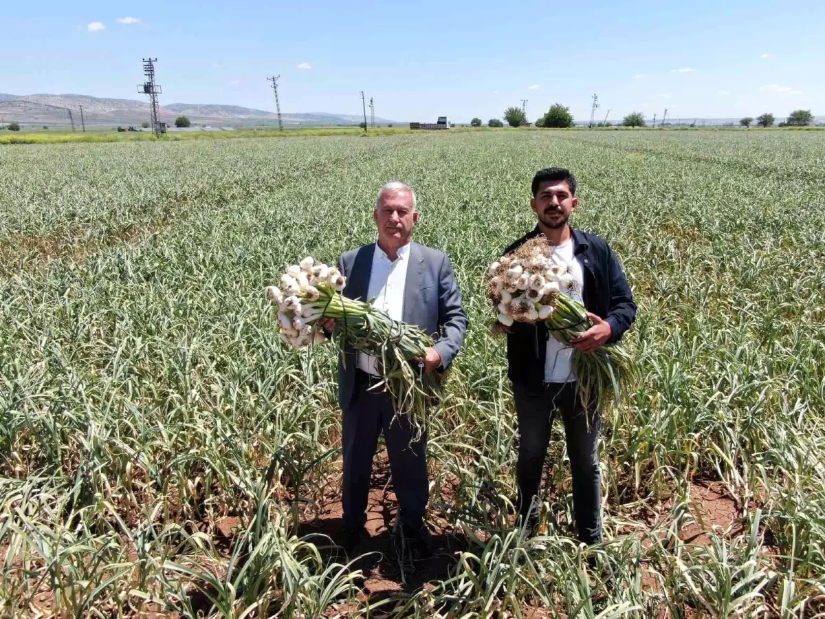 Gaziantep’te Sarımsak Hasadı Başladı