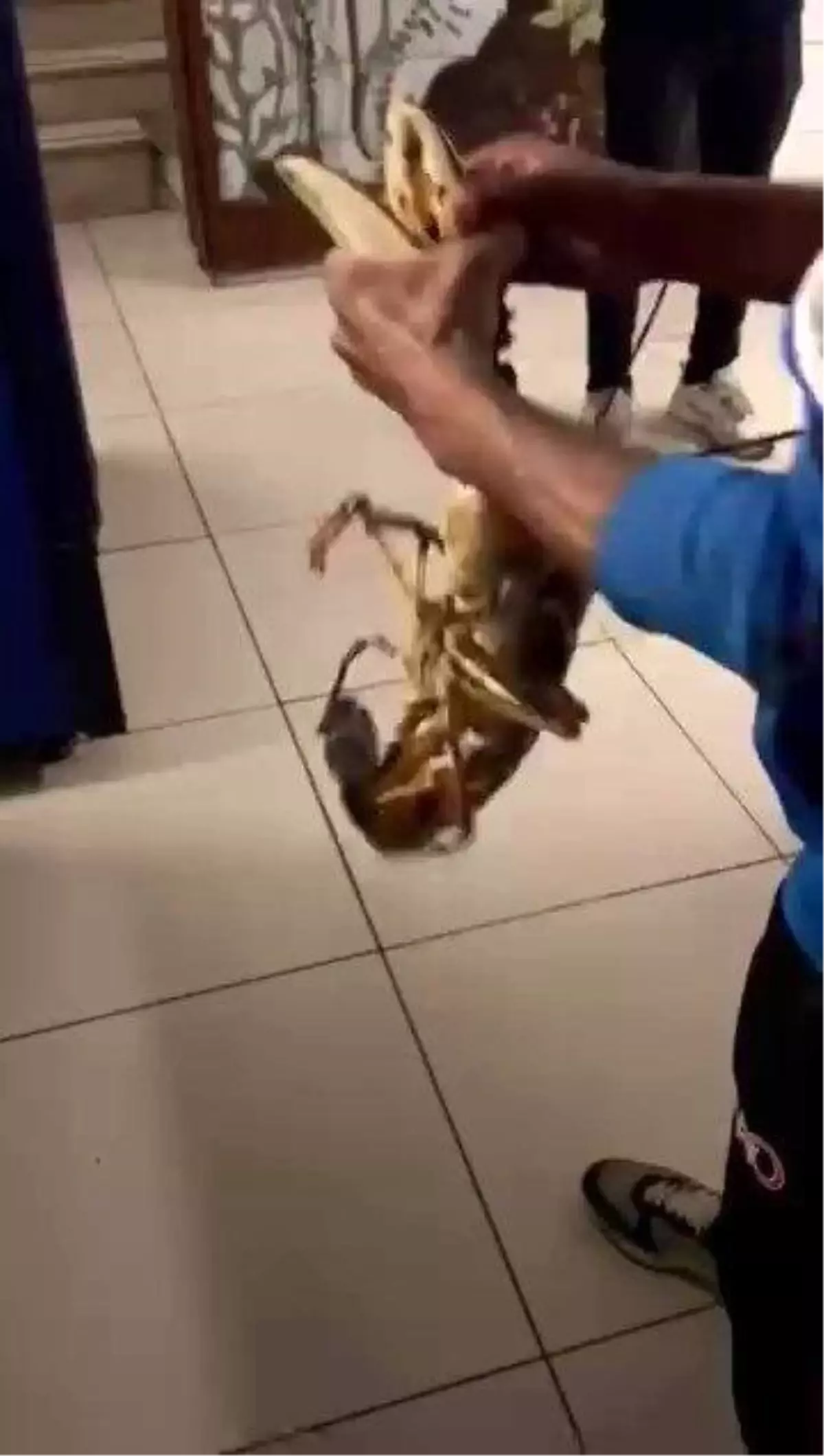 Gemlik Körfezi’nde Dev Istakoz Yakalandı
