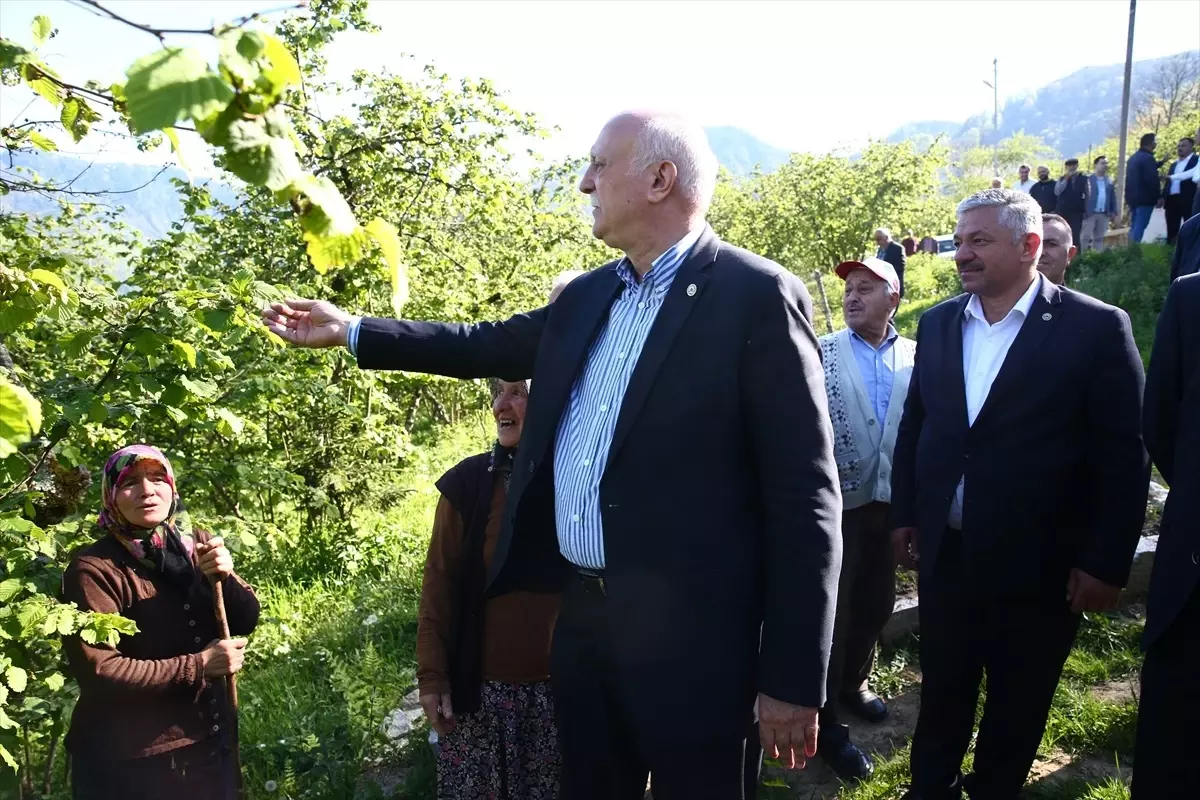 Giresun’da Fındık Bahçelerine Zirai Don Ziyan Verdi