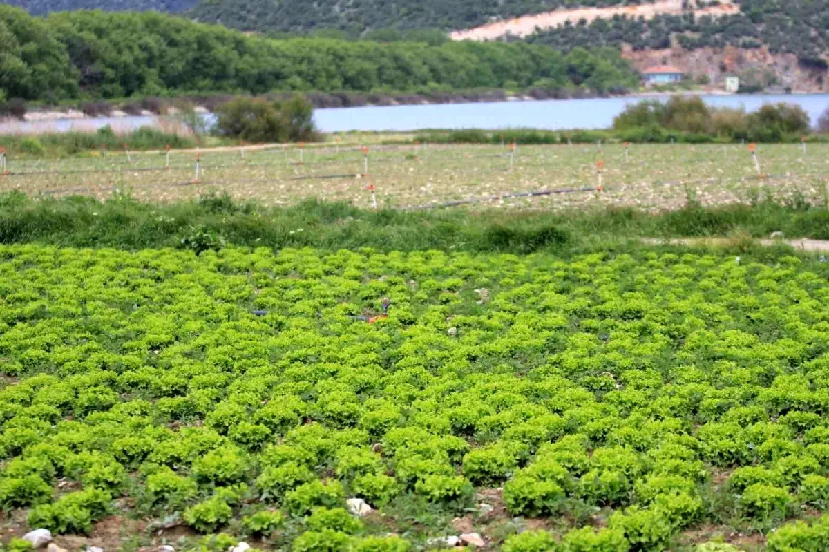 Gölbaşı Barajı’nda Yasa Dışı Tarım Faaliyeti