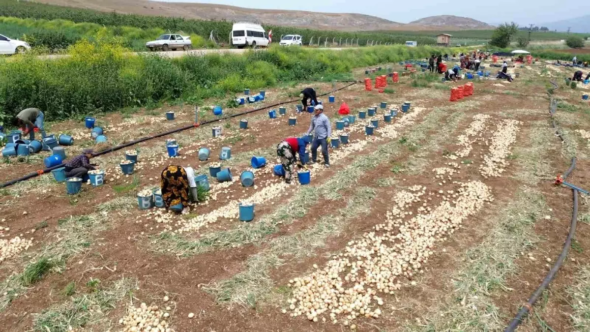 Hatay’da Soğan Hasadı Başladı