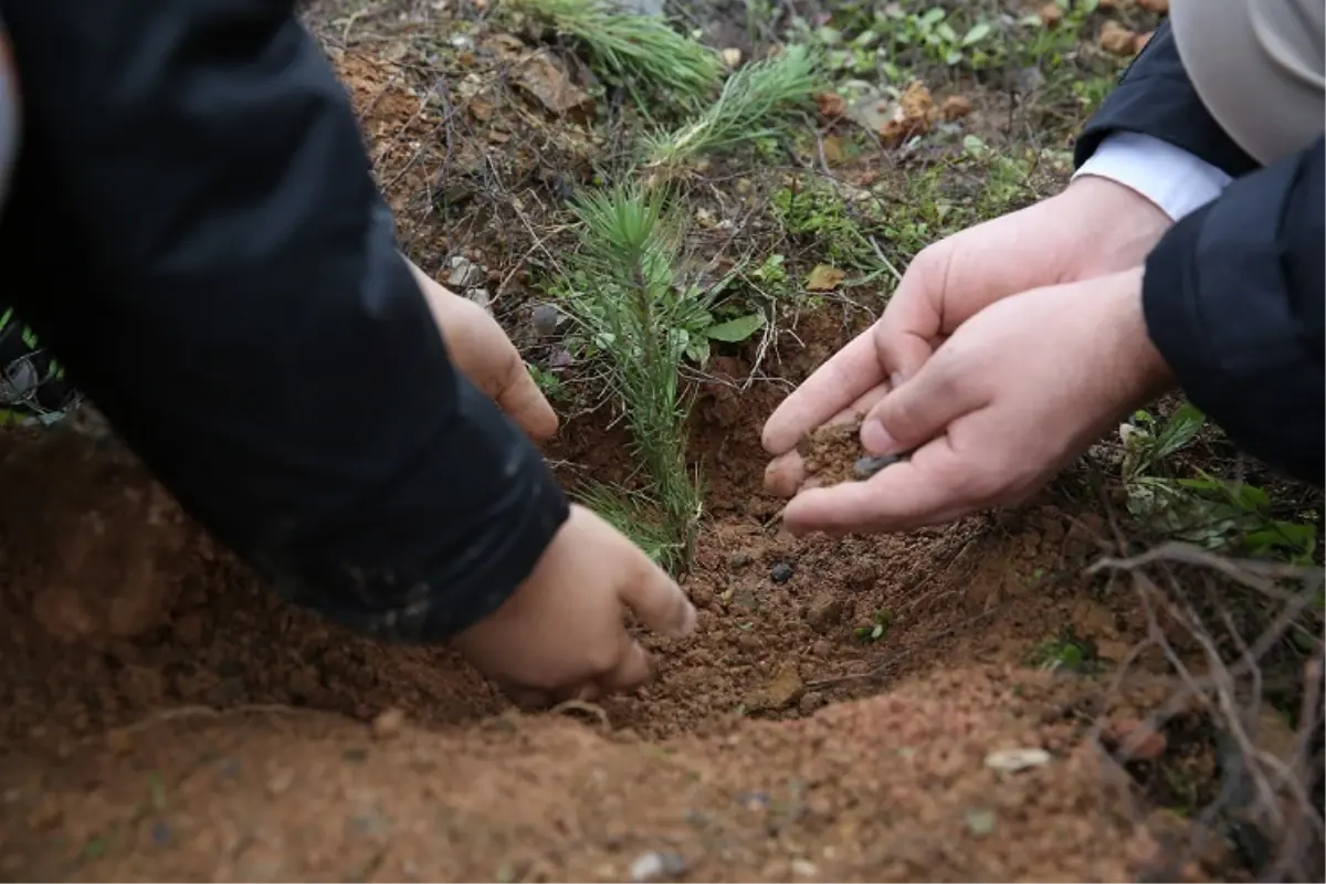 İHH’dan ‘Her Yetime Bir Fidan’ Projesi