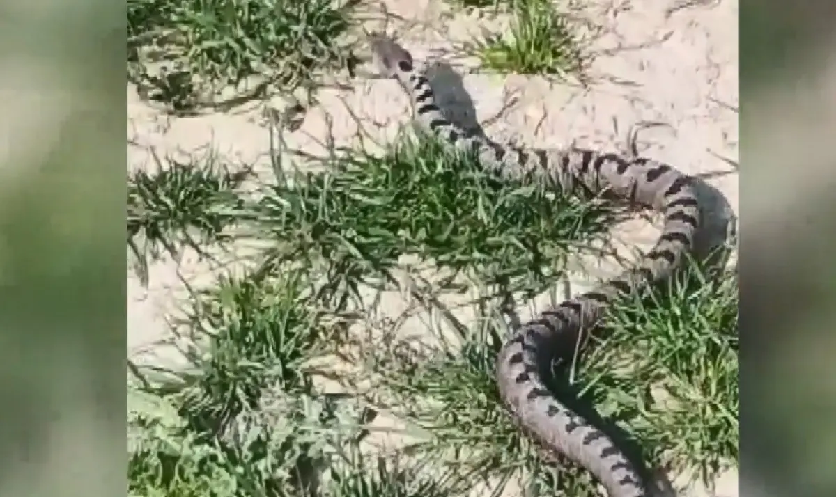 İnegöl’de Jenerasyonu Tehlikede Yılan Yakalandı