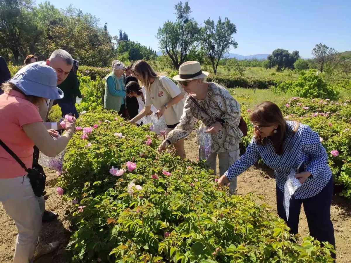 Isparta’da Gül Hasadı Dönemi Başladı