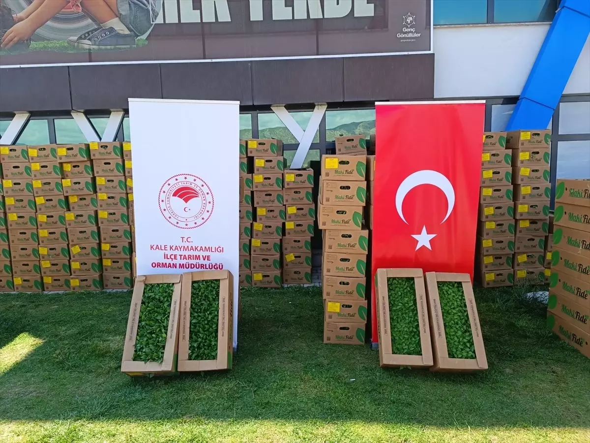 Kale’de 46 Çiftçiye 101 Bin Fide Dağıtıldı