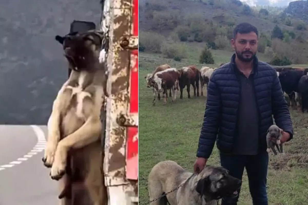 Kamyon kasasında sarkan köpeğin sahibi konuştu! İşte olayın iç yüzü