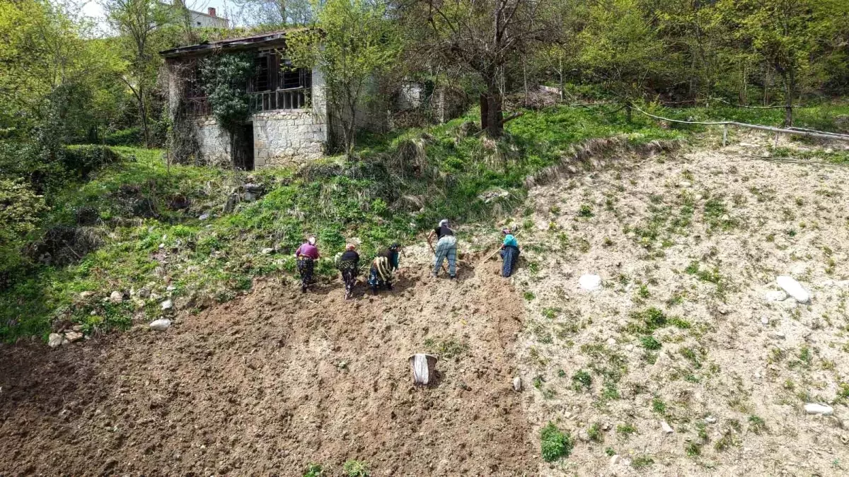 Karadeniz Bayanları Baharla Tarlalarda