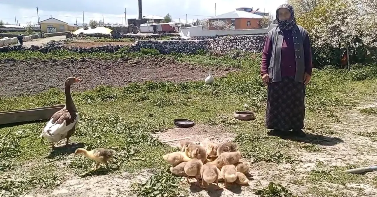 Kars Hafriyat Altınla Yarışıyor