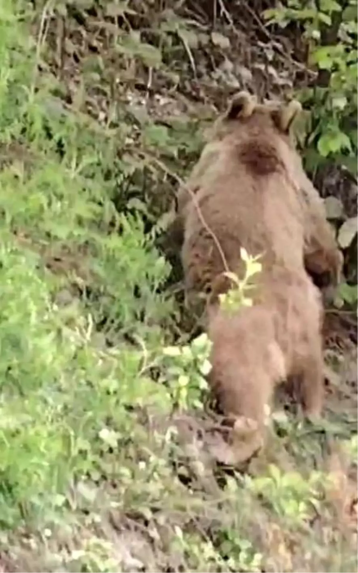 Kastamonu’da Ayılarla Sohbet Anları