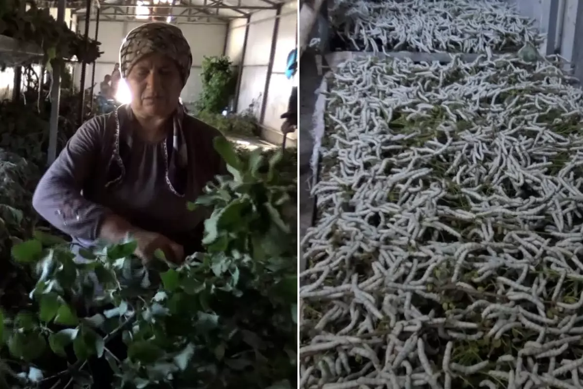 Kilosu 1000 liradan satılan eser 150 ailenin en değerli geçim kaynağı
