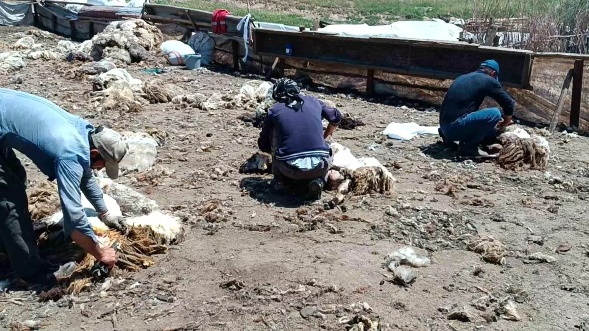 Kozluk’ta Göçerler Kuvvetli Kurallarda Peynir Üretiyor