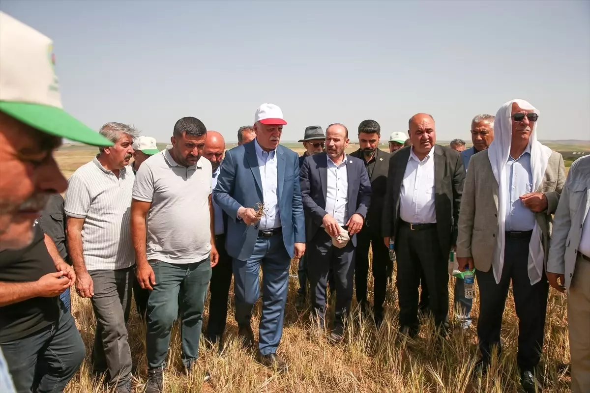 Kuraklık Diyarbakır’da Tarımı Tehdit Ediyor