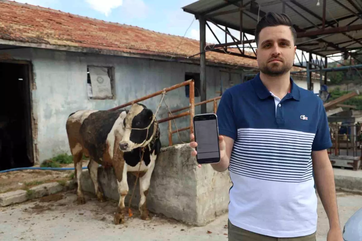 Kurbanlık Tosun Alırken 200 Bin TL Dolandırıldılar