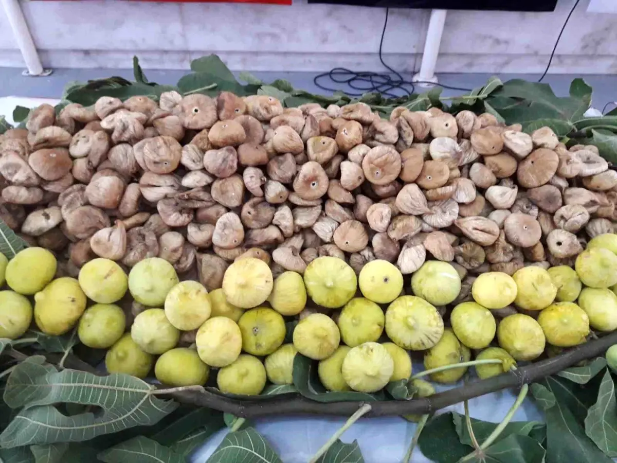 Kuru İncirde Aflatoksin Sorunu Çözüldü