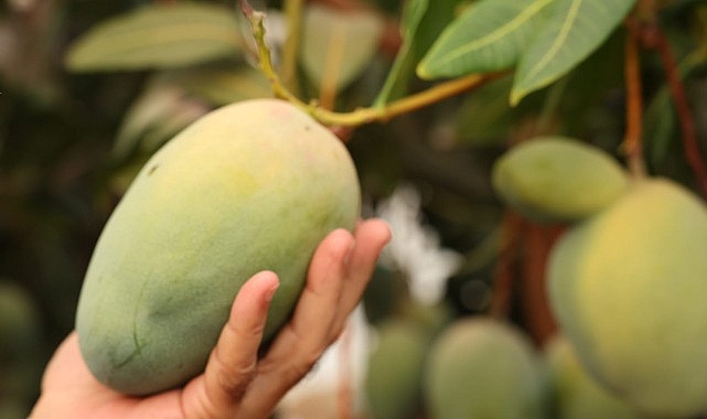 Lider Böcek’ten avokado ve mango hasadı