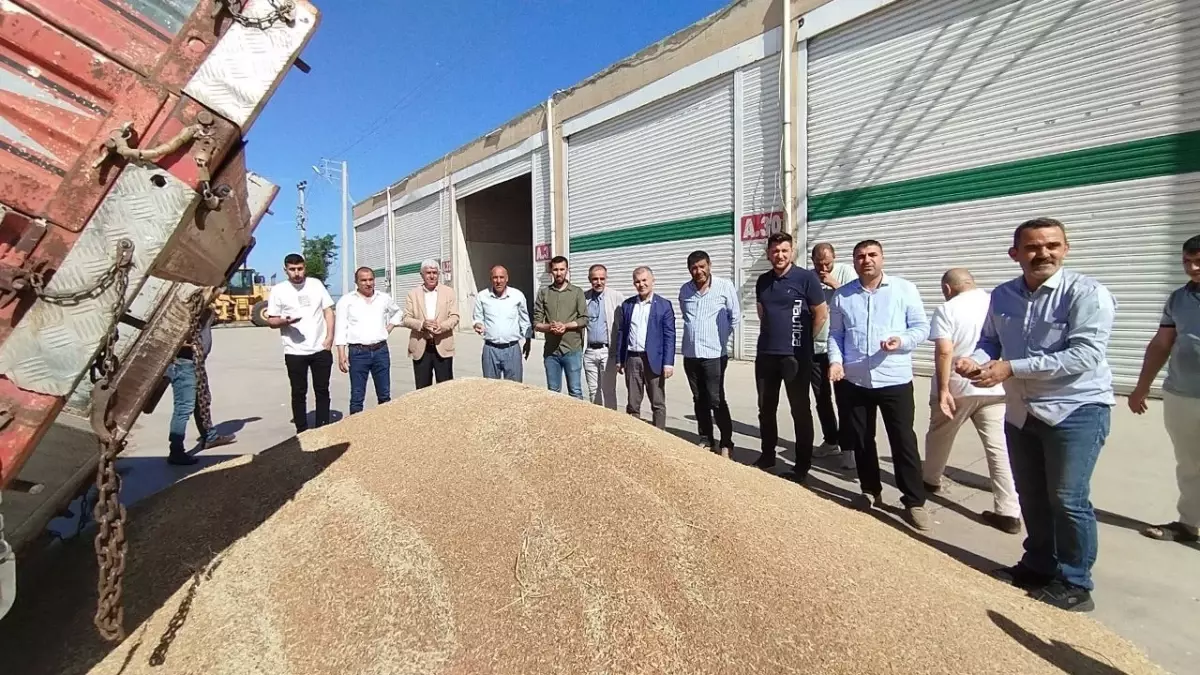 Mardin’de Birinci Buğday Hasadı Yapıldı