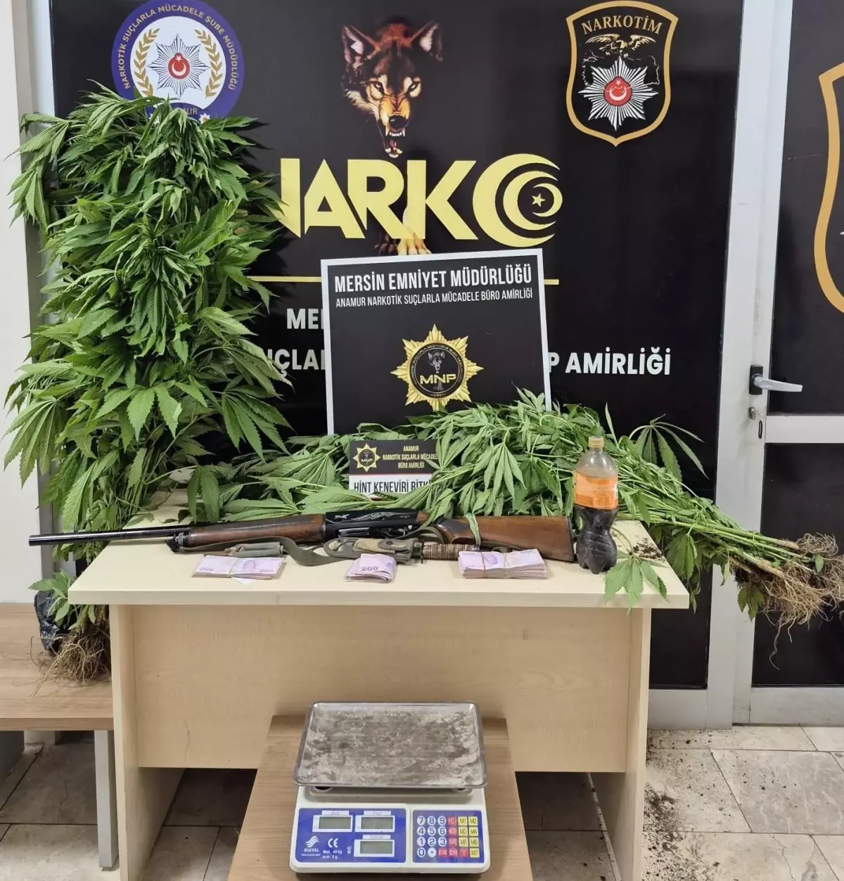 Mersin’de Hint Keneviri Yetiştiren Kuşkulu Tutuklandı